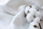 Organic Cotton vs Regular Cotton: The Sustainable Choice for a 