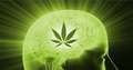 3 Studies That Show Cannabis Grows Brain Cells